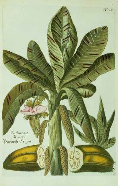 Banana, de Phytanthoza Iconographia, de J. Weinmann, 1734-45 de Georg Dionysius Ehret
